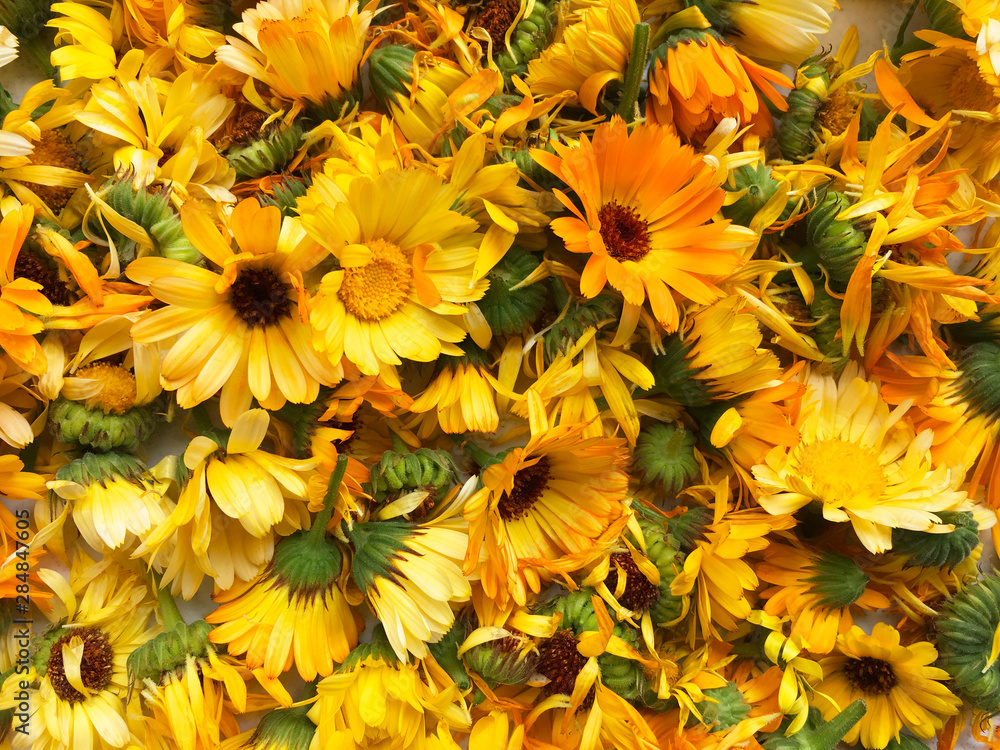 Φωτογραφία Harvesting and drying of a medicinal plant of calendula flowers