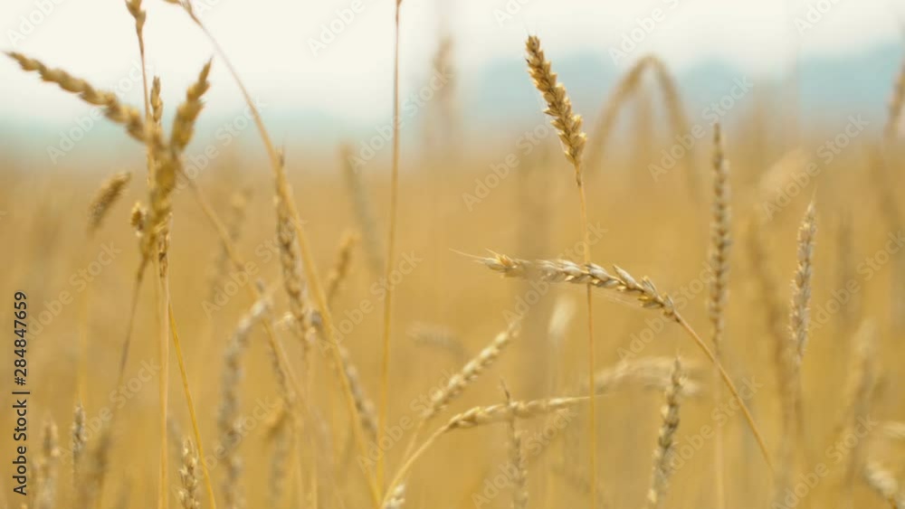 Close up of yellow barley plants in a wheat field at sunset Close up of yellow barley plants in a wheat field at sunset