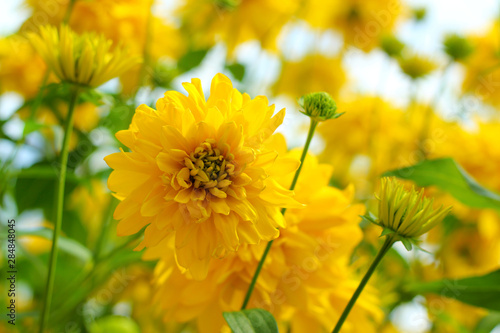 Yellow flowers Golden ball  Rudbeckia laciniata  on a delicate background  selective fokus.