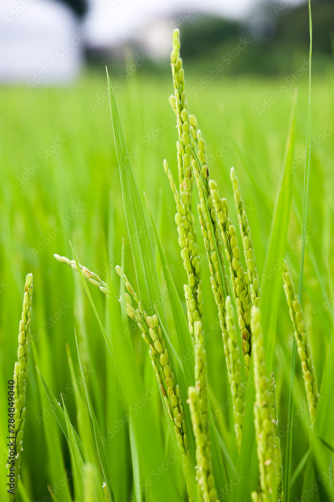 Obraz premium Oyama, Japan, 08/19/2019 , Details of a rice field and rice plants in Japan, almost ready for harvest.