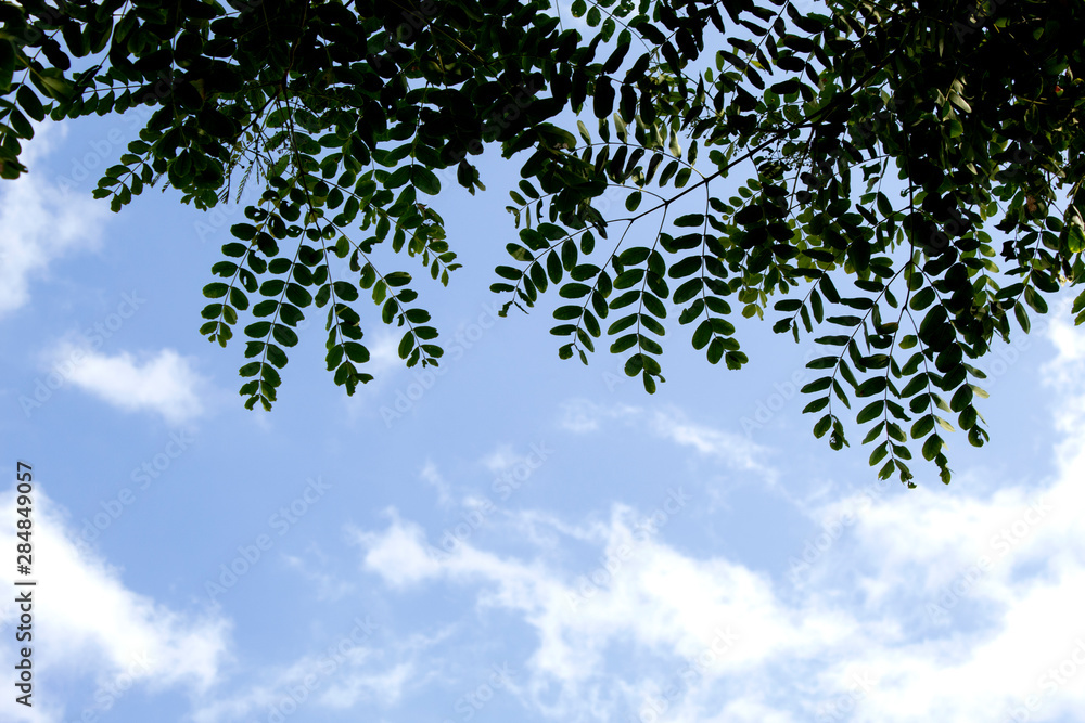 green leaves in blue sky , nature background green leaves in blue sky , nature background