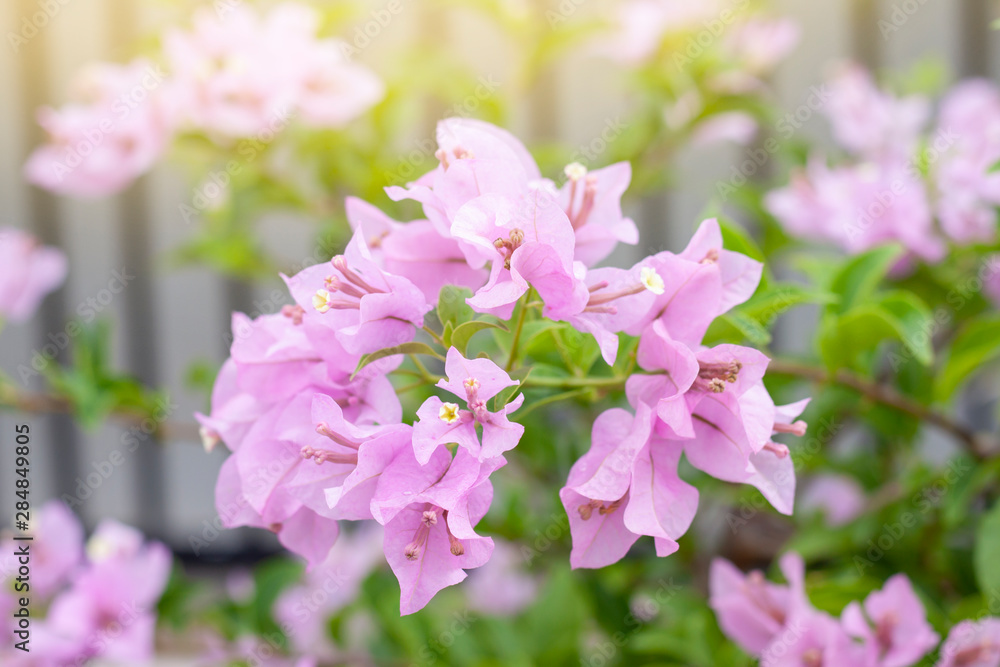 Purple bougainvillea flower bloom with sunlight in the garden. Purple bougainvillea flower bloom with sunlight in the garden.
