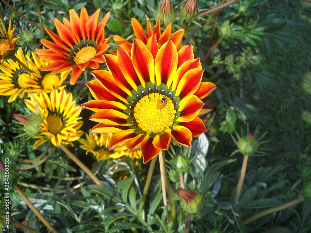 Gazania flowers in a garden, red yellow flower Gazania flowers in a garden, red yellow flower