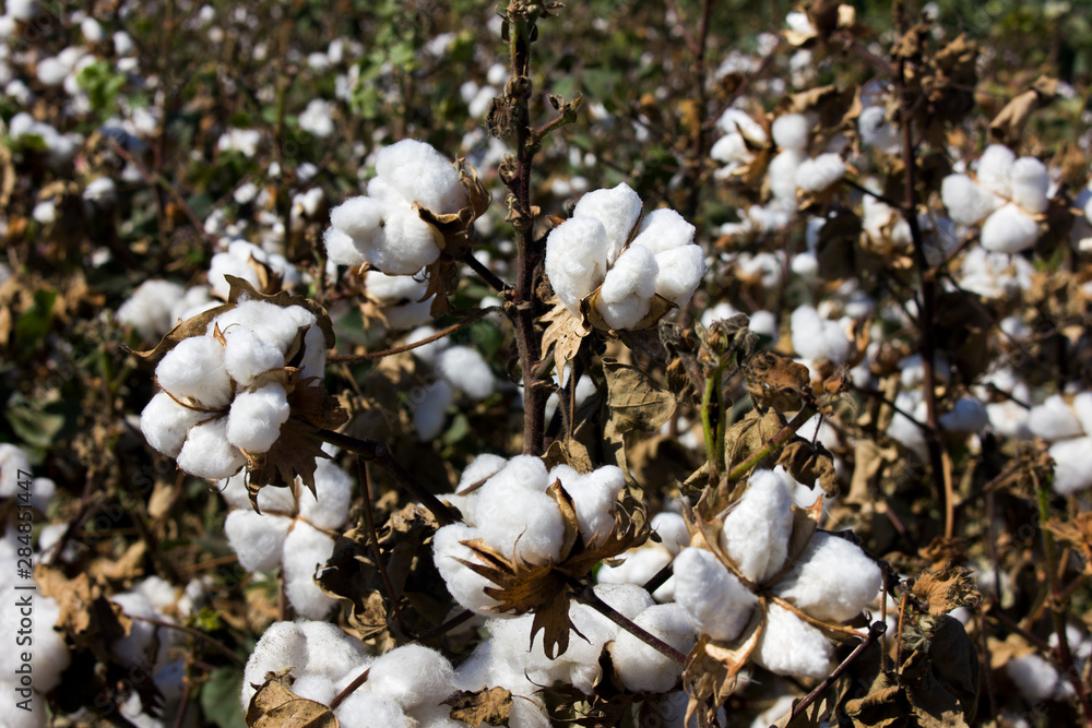 Cotton Field and boll ready for harvesting Cotton Field and boll ready for harvesting