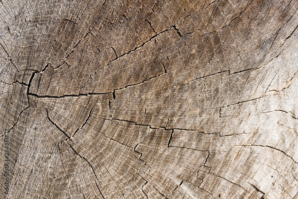 Fototapeta premium Altes Holz