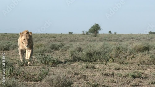 Lion (Panthera leo) males  walking together over the plains of Ngorongoro Conservation Area