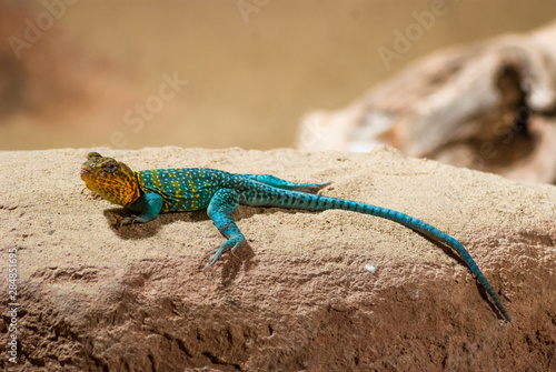 JEŠTĚRKA ZELENÁ (LACERTA VIRIDIS)
