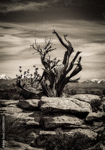 Lone Tree at Arches National Park, Black and White with Sepia Tones