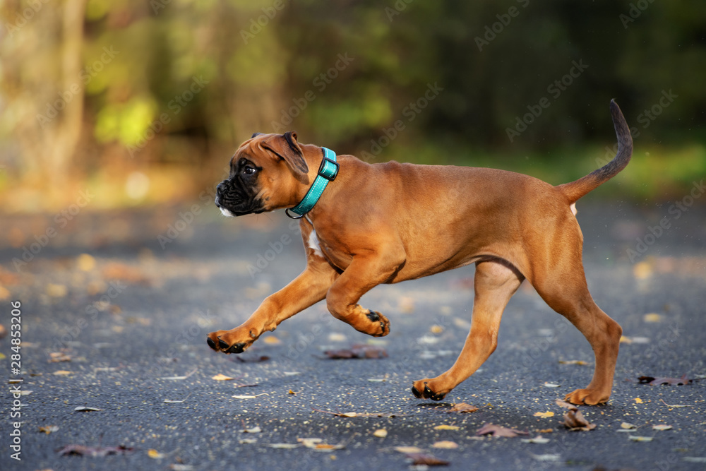 red boxer puppy running outdoors in autumn