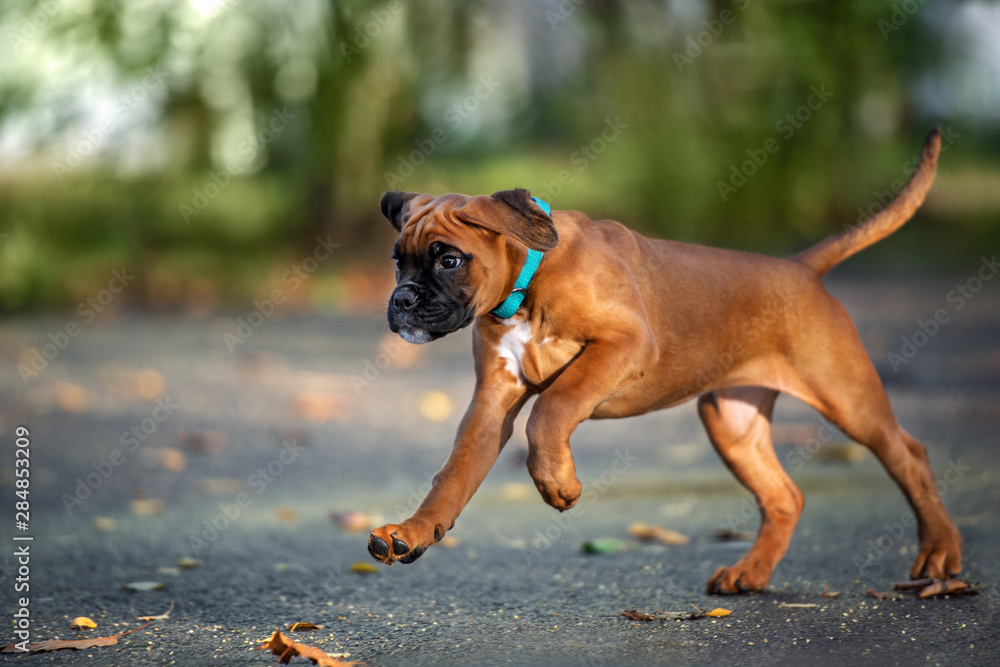 red boxer puppy running outdoors