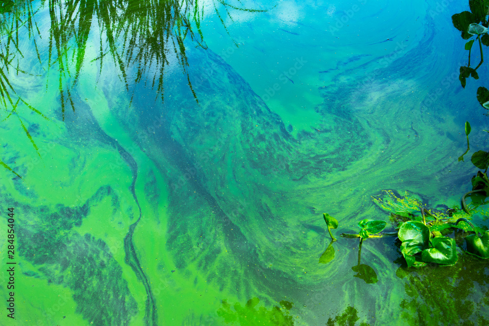 Fototapeta premium Water landscape with blue-green algae surface. Natural view of lake, swamp or river with blooming Cyanobacteria. It is world environmental problem and ecology concept of polluted nature.