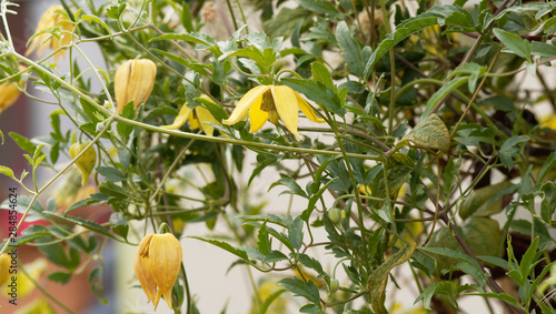 (Clematis tangutica) Clématites tangoutes dorées aux petites fleurs jaune doré retombante en forme de clochettes 