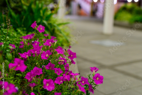 夜の街角と綺麗な花
