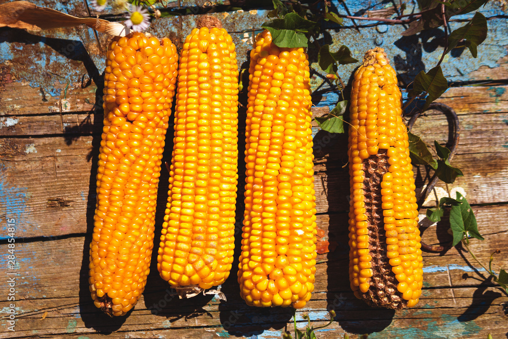 Fresh corn on cobs on rustic wooden table, closeup Fresh corn on cobs on rustic wooden table, closeup
