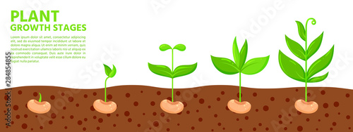 Plant seed growth stages eco sprout vector banner