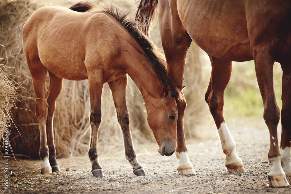 Fototapeta premium Red foal with an asterisk on a forehead on the background of bales of hay.