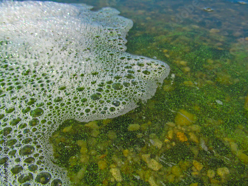 Foam and water with blooming blue-green algae (Cyanobacteria). Coastline of rivers and lakes with harmful algal blooms. It is world environmental problem. Ecology concept of polluted nature.