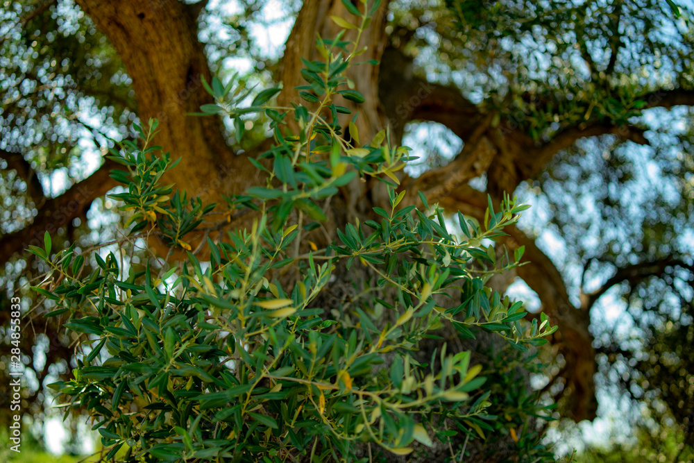 olive tree