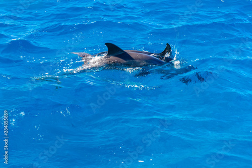 Dolphins in Red sea not far from the Hurghada city  Egypt