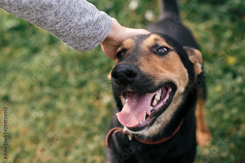 Fotografie Hand caressing cute homeless dog with funny look in summer park