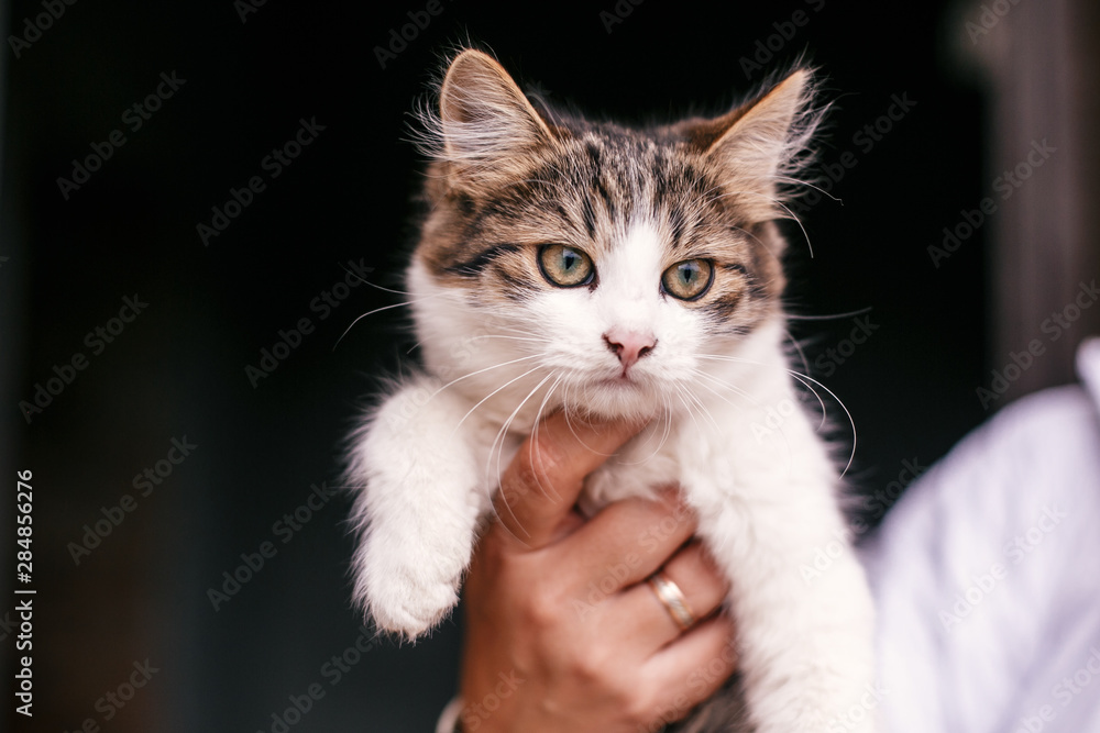Hands holding cute tabby kitten with sweet looking eyes . Adorable homeless kitty with funny emotions at shelter. Copy space. Adoption concept. Cat waiting for home