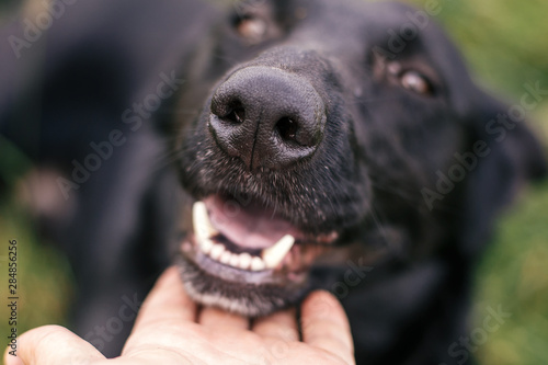 Hand caressing cute homeless dog with funny look in summer park, nose close up. Adorable black dog playing and hugging with person , sitting in grass. Adoption concept.