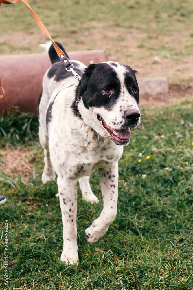 Homeless sweet alabai dog playing and walking in summer park. Big adorable black and white  dog, central asian shepherd,  on a walk near shelter. Adoption concept.