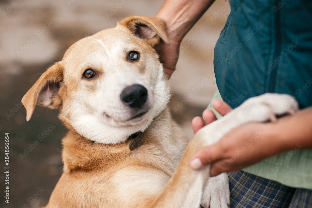 © sonyachny - Person hugging adorable yellow dog with funny cute emotions. Hand caressing cute homeless dog with sweet looking eyes in summer park. Adoption concept.