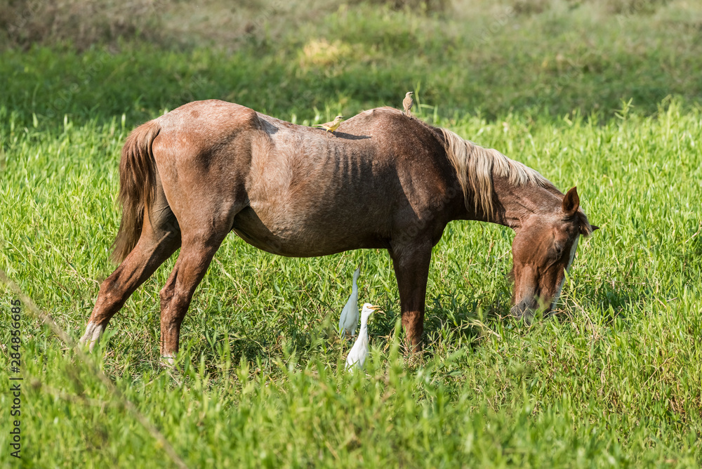 Horse and white herons, Pantanal , Brasil Horse and white herons, Pantanal , Brasil