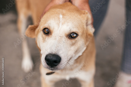 Cute homeless dog with sweet looking eyes walking in summer park. Adorable yellow dog with funny cute emotions waiting for family. Adoption concept.