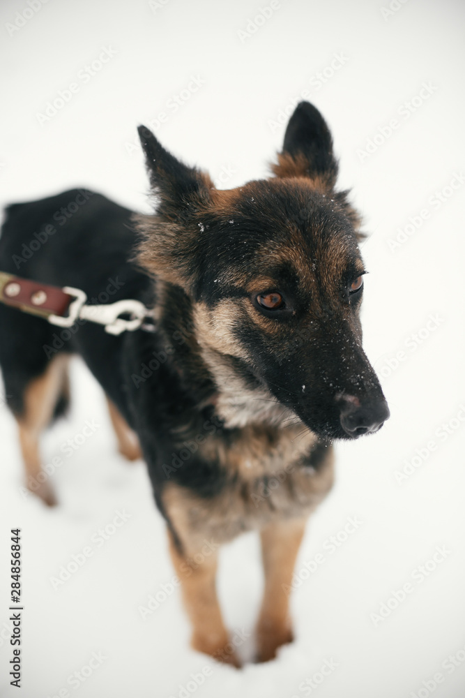 Cute scared puppy with sad eyes walking in snowy winter park. Mixed breed german shepherd dog on a walk with person at shelter. Adoption concept. Stray doggy Cute scared puppy with sad eyes walking in snowy winter park. Mixed breed german shepherd dog on a walk with person at shelter. Adoption concept. Stray doggy