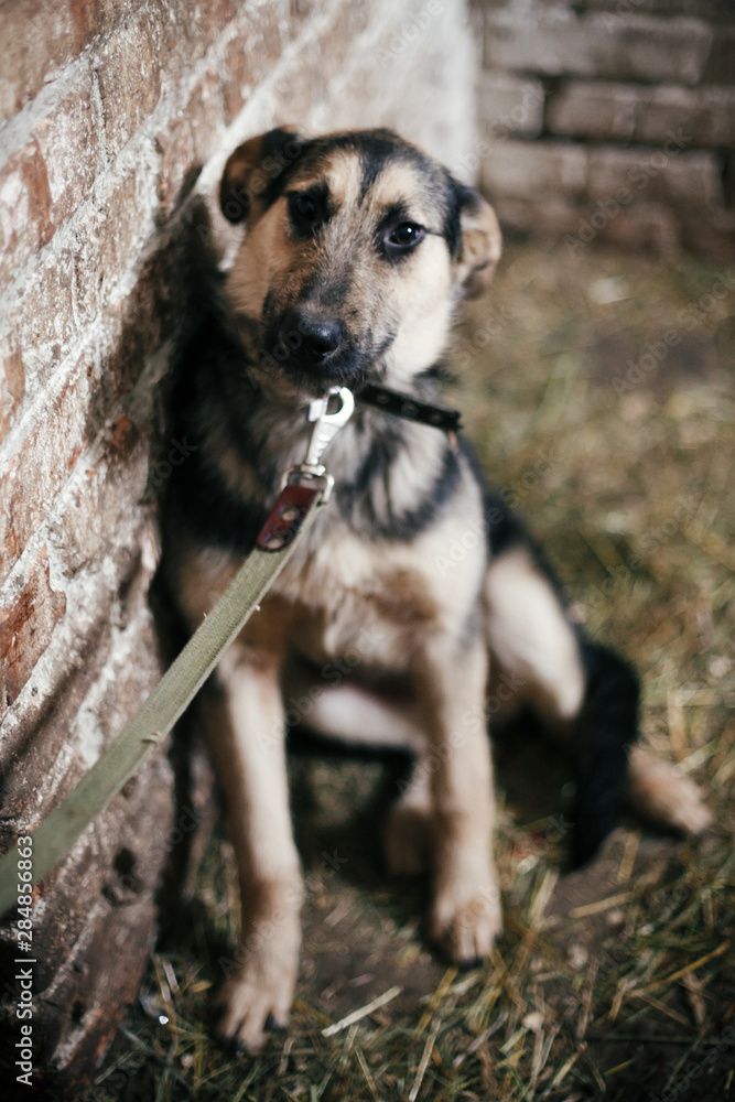 Cute scared dog looking from cage in old shelter, waiting for someone to adopt. Little german shepherd puppy with sad eyes at shelter in old barn. Adoption concept. Stray doggy Cute scared dog looking from cage in old shelter, waiting for someone to adopt. Little german shepherd puppy with sad eyes at shelter in old barn. Adoption concept. Stray doggy