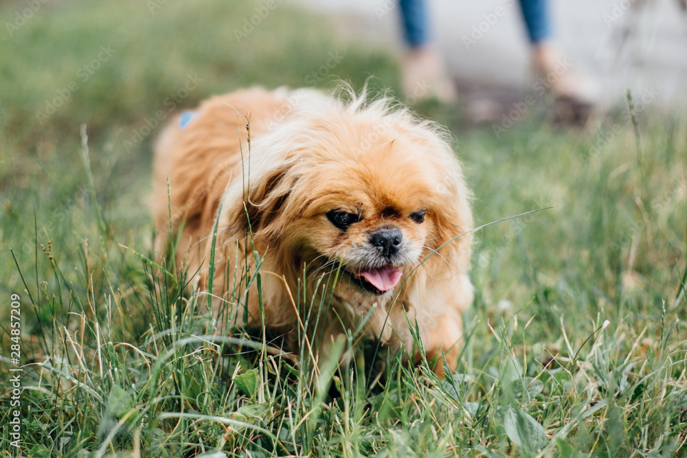 Cute old pekingese dog walking in green park at shelter. Adorable old and blind dog on a walk. Adoption concept. Save senior dogs