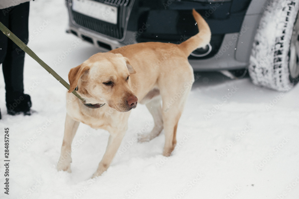 Cute golden labrador walking with owner in snowy winter park. Mixed breed labrador on a walk with person at shelter. Adoption concept. Stray dog Cute golden labrador walking with owner in snowy winter park. Mixed breed labrador on a walk with person at shelter. Adoption concept. Stray dog