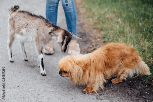 Cute little goat making friends with old pekingese dog in green park at shelter. Adorable old and blind dog walking with new friend goat. Adoption concept.