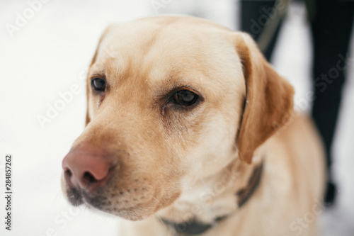Cute golden labrador portrait with sad eyes walking in snowy winter park. Mixed breed labrador on a walk with person at shelter. Adoption concept. Stray dog