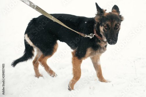 Cute scared puppy with sad eyes walking in snowy winter park. Mixed breed german shepherd dog on a walk with person at shelter. Adoption concept. Stray doggy