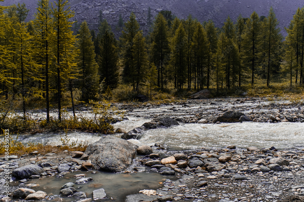 Autumn coniferous forest near the shore of a wide mountain river. Riverbed of a stormy river strewn with huge stones. Rocky bottom. Spruce near mountains foothills. The pristine nature of Altai. Autumn coniferous forest near the shore of a wide mountain river. Riverbed of a stormy river strewn with huge stones. Rocky bottom. Spruce near mountains foothills. The pristine nature of Altai.