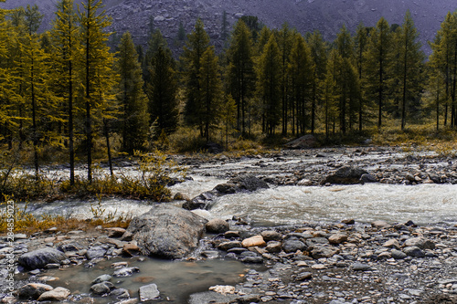 Autumn coniferous forest near the shore of a wide mountain river. Riverbed of a stormy river strewn with huge stones. Rocky bottom. Spruce near mountains foothills. The pristine nature of Altai. photo