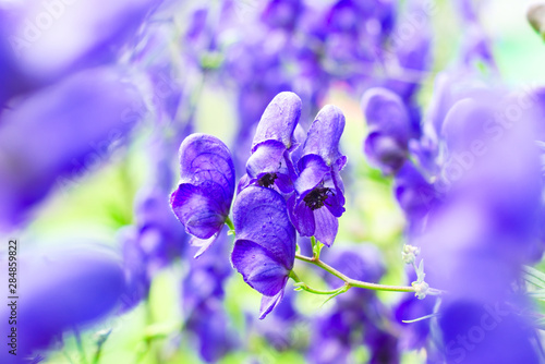 Blue aconitum flower in the garden. Natural macro floral background, summertime