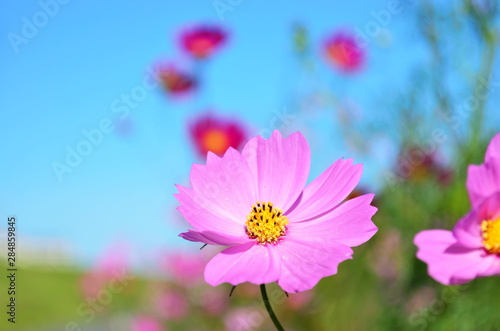 closeup of pink cosmos flowers