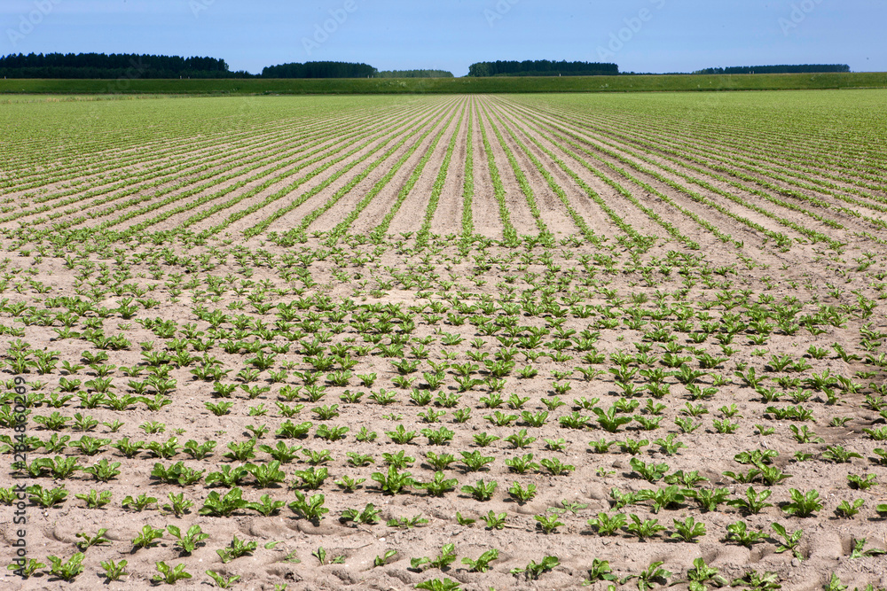 Fields Groningen Netherlands potatoes growing Fields Groningen Netherlands potatoes growing