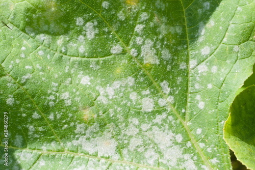 Fotografiet Powdery mildew on a leaf of pumpkin. Garden plant diseases