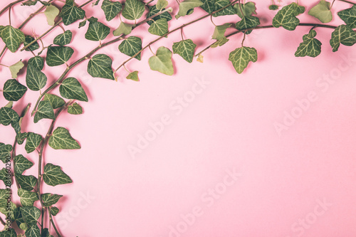 Green leaves on background. 