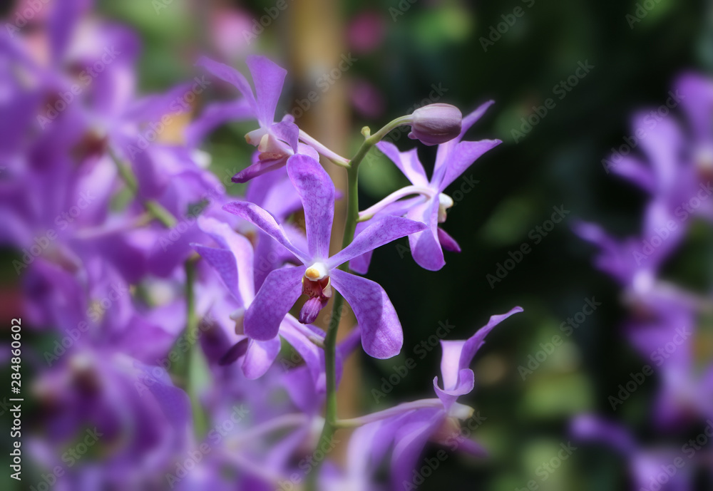 Beautiful organic purple orchid flowers blooming in blurred background in the nature garden .Orchids close up selected focus Beautiful organic purple orchid flowers blooming in blurred background in the nature garden .Orchids close up selected focus