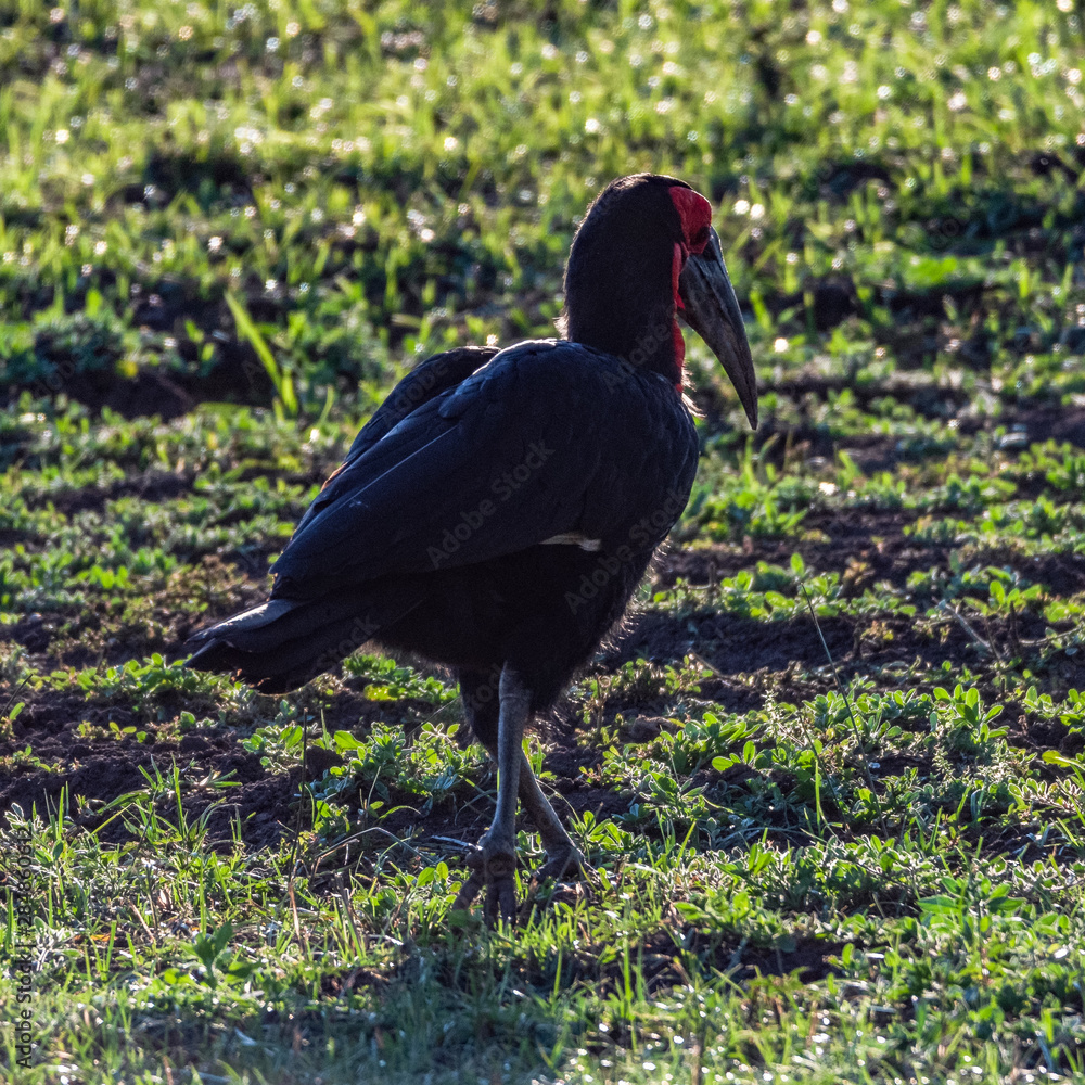 Naklejka premium ugly Bird