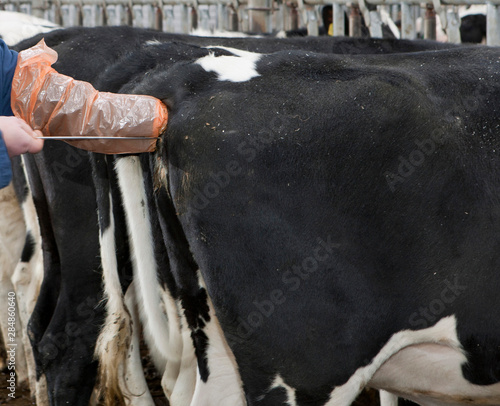 Obraz na plátně Vetenarian doing an artificial insemination procedure on a cow in a cowshed