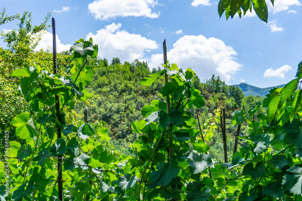 Close up on green leaves in a vineyard, blue sky, panoramic background. Tuscany, Lunigiana, Italy, Europe