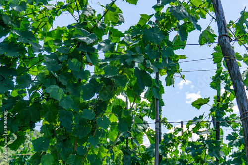 Close up on green grapes in a vineyard  panoramic background. Tuscany  Lunigiana  Italy  Europe