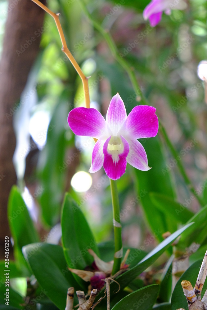 Fototapeta premium Orchidées rose